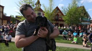 Wiener Dog Races at The Frankenmuth Dog Bowl [upl. by Richmound]