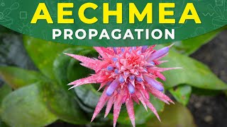 AECHMEA FASCIATA PROPAGATION  Roots formation care conditions [upl. by Assenav]