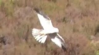 PALLID HARRIER  Gliding over Heather  Circus macrourus [upl. by Ahsikyt563]