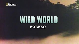 Wild World Borneo HD [upl. by Isabelle]