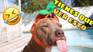 🐶🐱 Videos Random y Chistosos de Animales 😂 Compilación de Mascotas Graciosas [upl. by Dall]