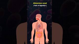 🧐 Path Of Digestion  shorts biology biography [upl. by Ebneter]