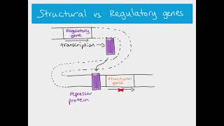 A2 Biology  Gene control in prokaryotes [upl. by Norval]