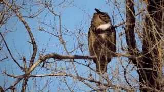 Hooting Male Great Horned Owl [upl. by Salomon]