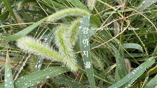 조의 원종 강아지풀 Setaria viridis 생약명 구미초狗尾草 エノコログサ안병 하열 외풍 붓기 민감체질 비색증 알레르기 야생화를 찾아서634 유등천강턱 [upl. by Ainoval]