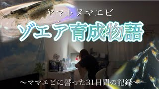 【ヤマトヌマエビゾエア育成】31日間の記録 [upl. by Laersi]