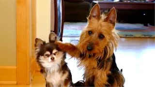 😂 Funny Guilty Dogs 🐶 Compilation [upl. by Landahl165]