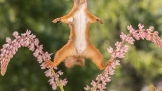 red squirrels doing karate [upl. by Raimund869]