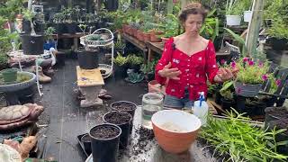 ways to propagate the ground orchid quotEpidendrum Radicans September 9 2022 [upl. by Nylorahs]