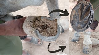 Horse shoeing and Hoof Trimming Video Satisfying Full Hoof Restoration of Horse [upl. by Ecinaj]