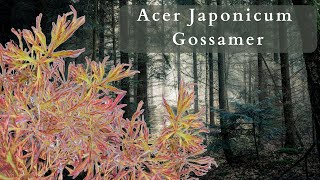 Acer Japonicum Gossamer YOUR NEXT MUSTHAVE JAPANESE MAPLE [upl. by Retsim]