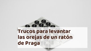 Trucos para levantar las orejas de un ratón de Praga [upl. by Rhodie347]