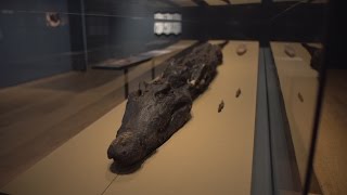 Conservation of a crocodile mummy [upl. by Naol]