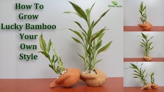 How to Grow Lucky Bamboo Your Own Style  Lucky Bamboo Growing and Care TipssubtitleGreen plants [upl. by Neela]