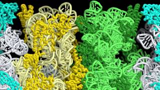 Mechanism of RMFmediated Dimerization of 70S Ribosomes into 100S Particles [upl. by Lad257]