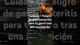 ¡Cuidado Peligro de Gastroenteritis en Perros Tras Inundaciones danavalencia [upl. by Nabal]