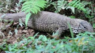 Clouded Monitor  Varanus bengalensis nebulosus [upl. by Corvin]