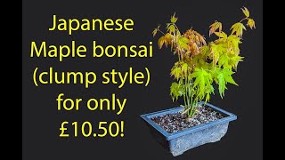 How to make a stunning Japanese maple clump style bonsai for only £1050 [upl. by Aivad771]