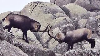 Cabras en La Pedriza [upl. by Adnylg318]