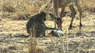 LImpala le Babouin et le fruit du Baobab [upl. by Ehsom]