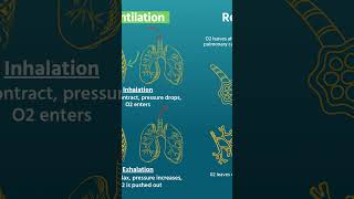 Ventilation vs Respiration In EMS [upl. by Jansson]