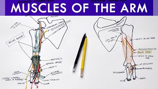 Muscles of the Arm  Origin Insertion Innervation  Anatomy Tutorial [upl. by Nylcaj]