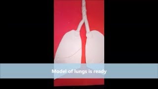 Lungs Model Using Play Dough Or Clay  The4Pillars [upl. by Bennet]