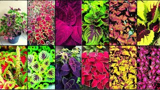 COLEUS VARIETIES  Plants Weekly [upl. by Fanya]