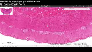 Manual de laboratorio C17 ACT6 Muscular externa del intestino delgado [upl. by Pravit]