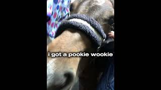 POOKIE WOOKIE [upl. by Stacee]