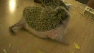 Hedgehog Anointing [upl. by Lucie]