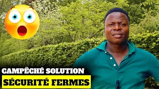 Le Campeché une solution miraculeuse pour sécuriser sa ferme [upl. by Etaner]