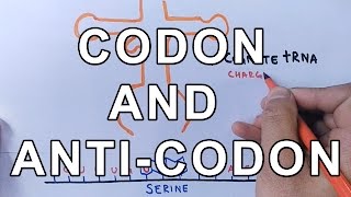 What is Codon and AntiCodon  Difference and Working Explained [upl. by Ecineg]