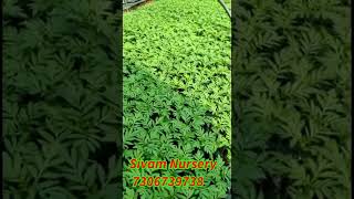 Marigold Flower Cultivation process from Day 1 to Day 55  sivam Nursery Hosur [upl. by Leta]