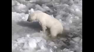 Cub polar bear swimming in the first attempt [upl. by Elnar575]