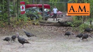 Pinery Provincial Park 4  Fall Riverside Campground and Wild Turkeys [upl. by Lachish]