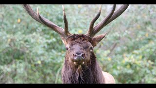 Benezette Pennsylvania Heart of the range for PA wild elk [upl. by Loss]