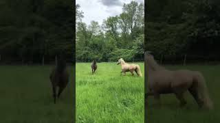 ❤️ pferd horse pferdestall equestrian reiten pony mybaby [upl. by Cassandry169]