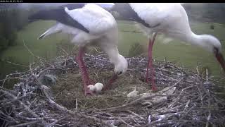 Storchennest Lindheim  Ein Ei musste entsorgt werden  29042024 [upl. by Llenrad]