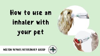 How to Use an Inhaler with your Pet  Milton Keynes Veterinary Group [upl. by Atirihs]