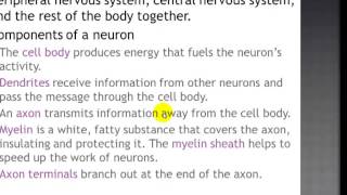 31 The Nervous System [upl. by Kcirdec]