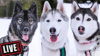 Husky Hangout LIVE 🔴 LIVE Q amp A With our Siberian Huskies [upl. by Chevy]