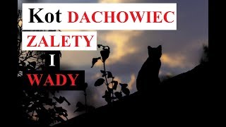 Kot DACHOWIEC  WADY i ZALETY [upl. by Camroc]