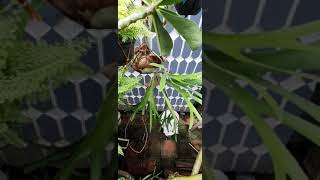 Elkhorn fern plant shots [upl. by Uticas]