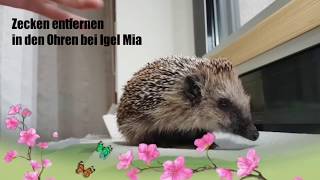 Das Zecken entfernen aus den Ohren bei Igel Mia [upl. by Levesque]