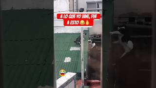 Traición Entre Michis 😂 gatos shorts viralvideo [upl. by Dianne]