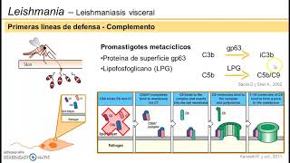 Leishmaniasis visceral  Primera etapa de la infección [upl. by Orteip]