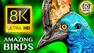 AMAZING BIRDS 8K ULTRA HD • 8D AUDIO • [upl. by Dorina915]