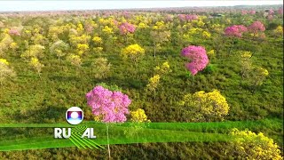 Globo Rural – Edição de 26082018 Na Integra [upl. by Claybourne]