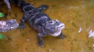 Chinese Alligator bellowing [upl. by Tarfe]